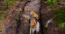 dog hiking